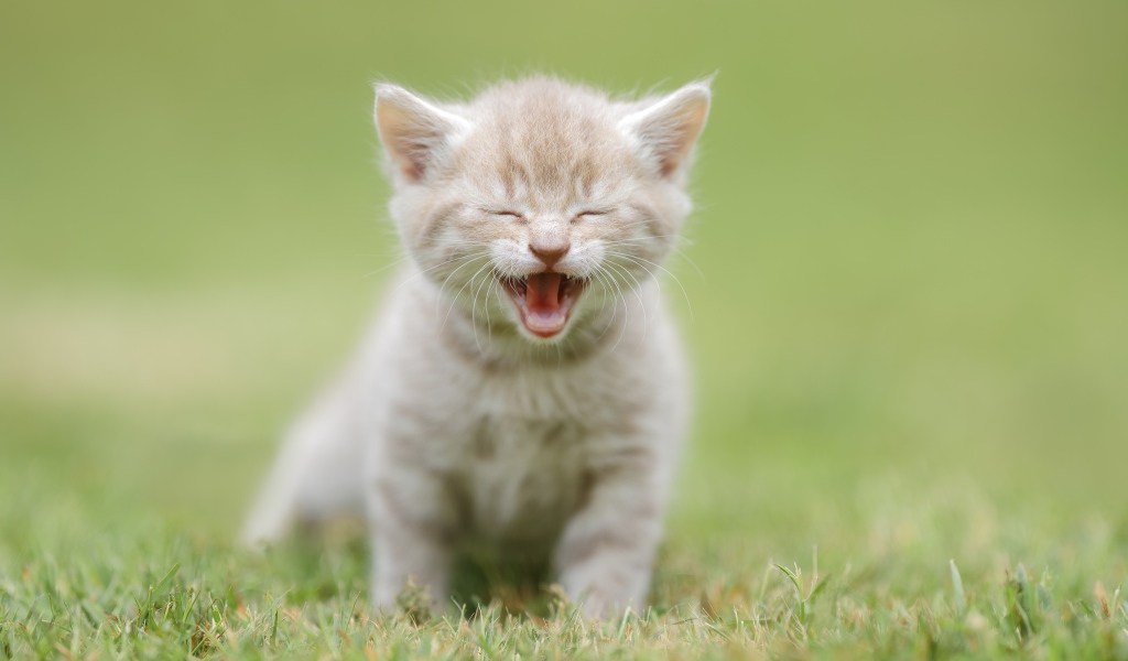 Маленький рыжий котенок на зеленой траве 