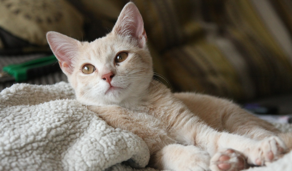 Маленький рыжий котенок лежит на теплой постели