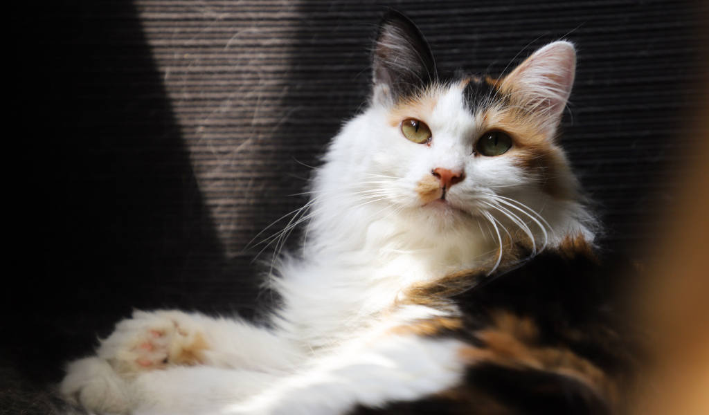 Взгляд красивой трехцветной кошки