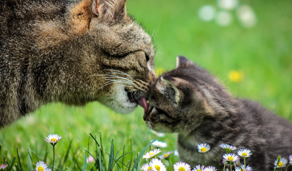 Мама кошка умывает серого котенка на зеленой траве