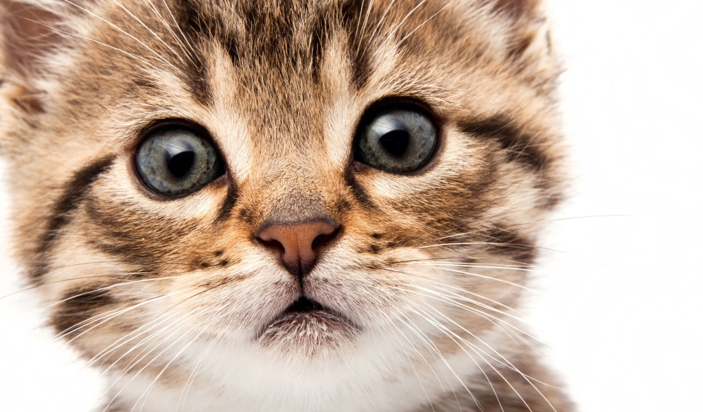 Морда маленького милого котенка на белом фоне крупным планом