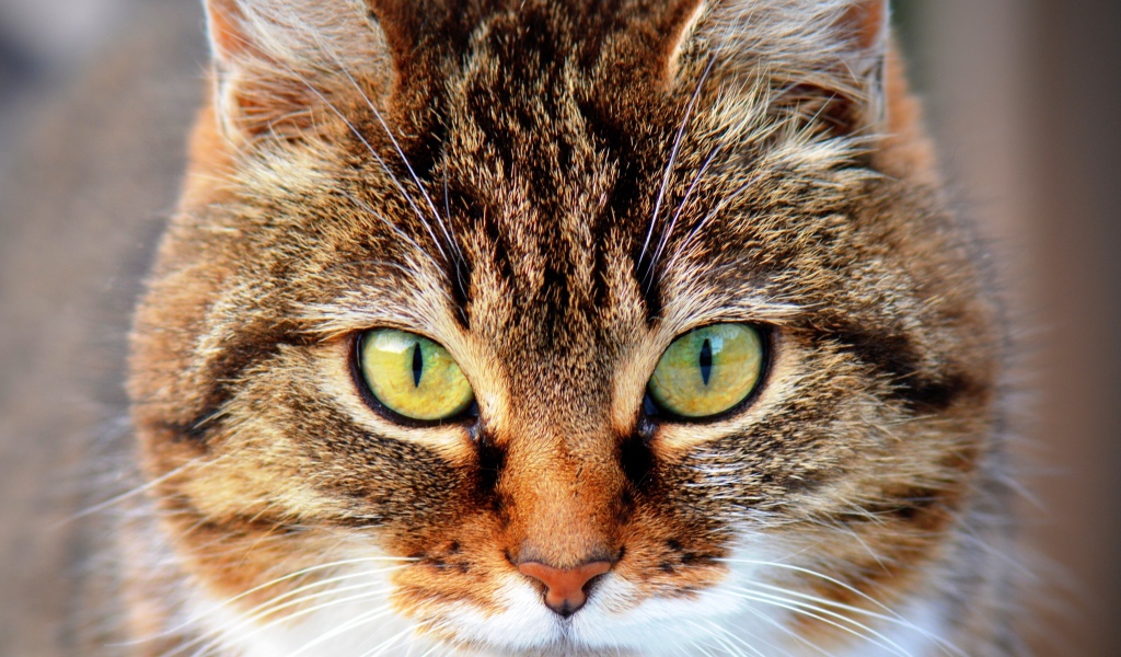 Морда красивого серого кота с желтыми глазами