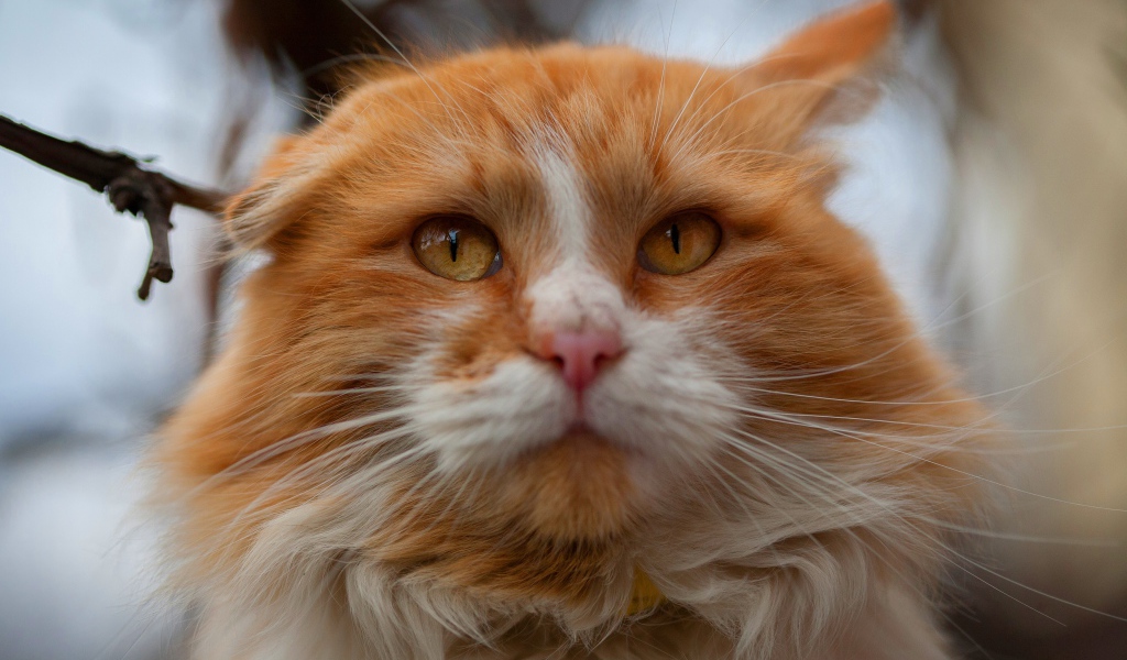 Морда красивого рыжего с белым кота крупным планом