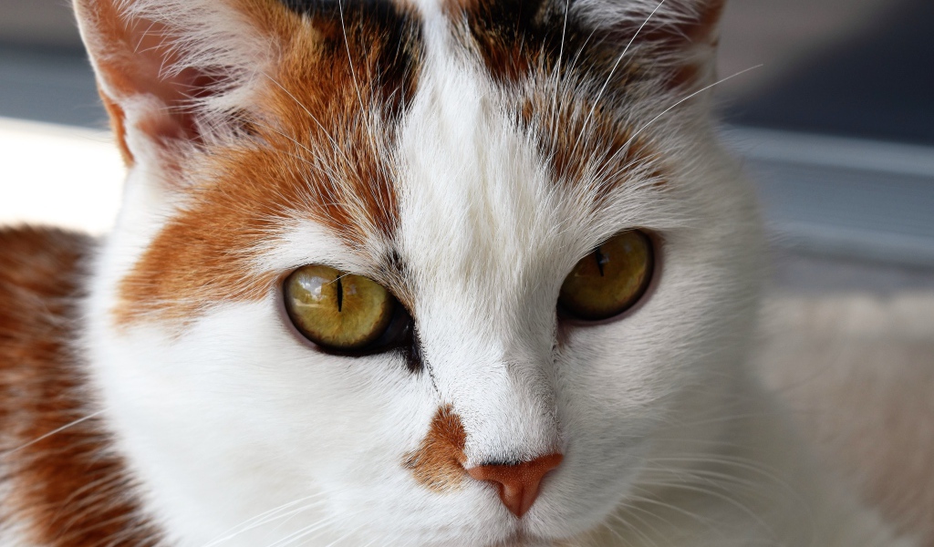 Морда кошки с красивым окрасом