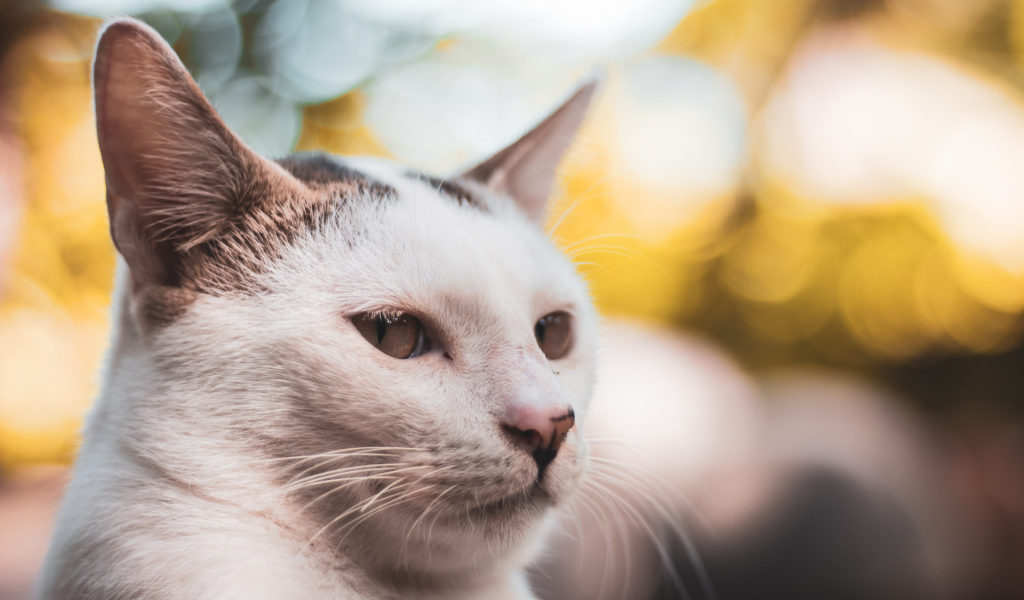 Морда белого кота крупным планом 