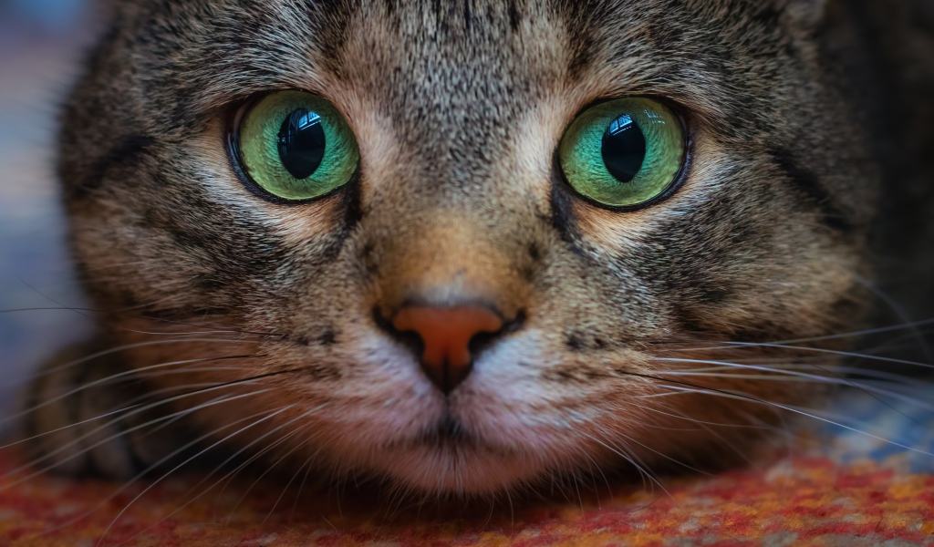 Морда зеленоглазого серого кота крупным планом 