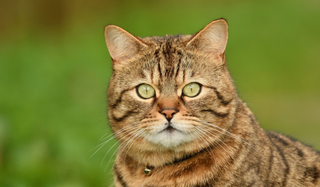 Морда породистого серого кота крупным планом 