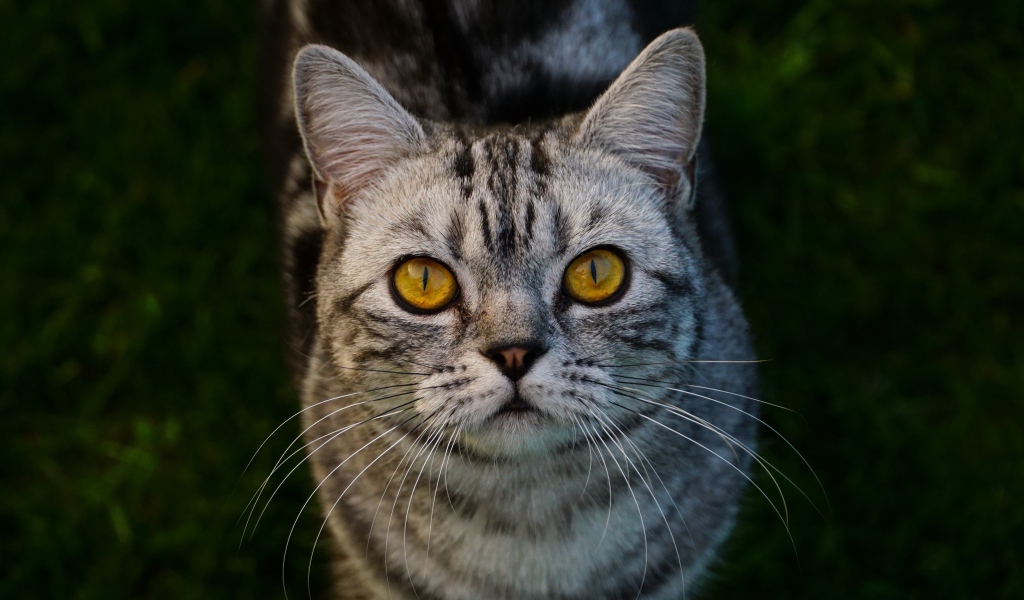 Породистый серый кот с желтыми глазами на зеленой траве