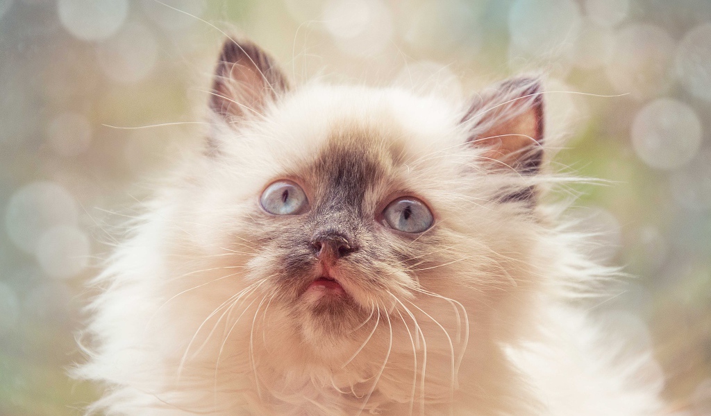 Породистый пушистый голубоглазый котенок