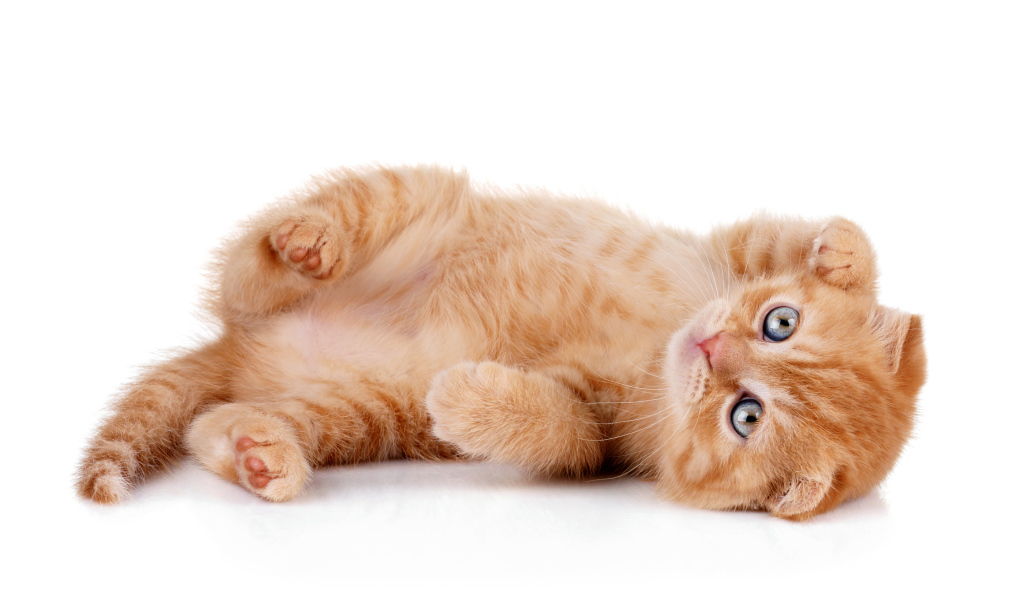 Породистый рыжий котенок на белом фоне