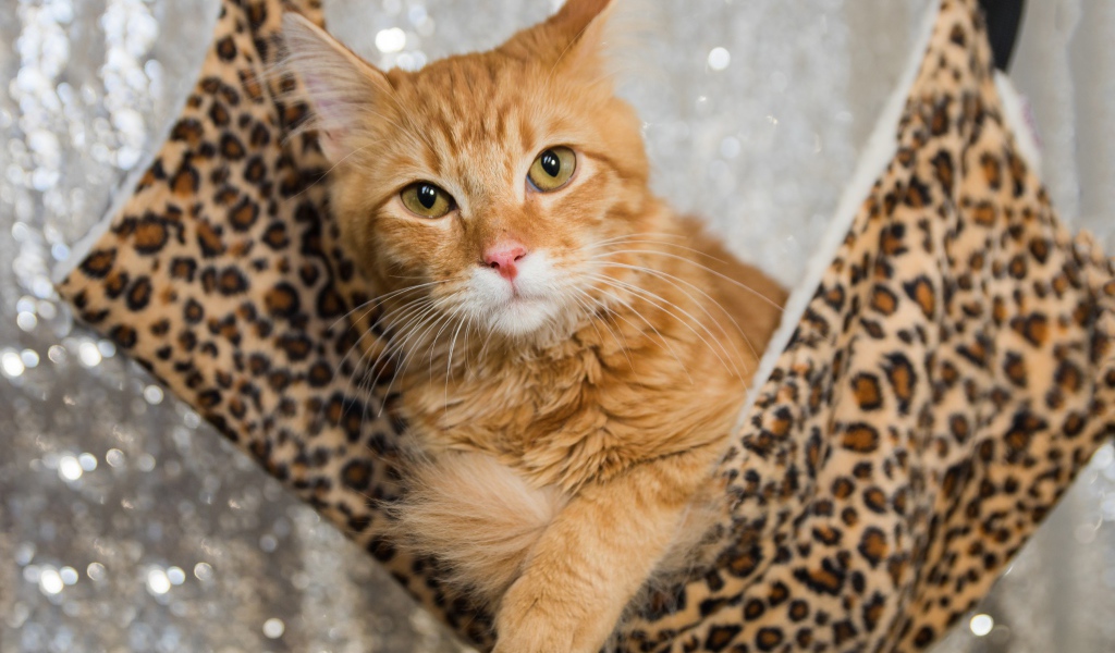 Рыжий красивый кот в гамаке 