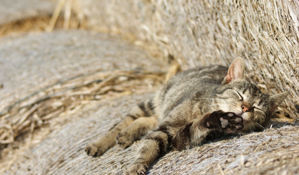 Рыжий котенок спит на сене