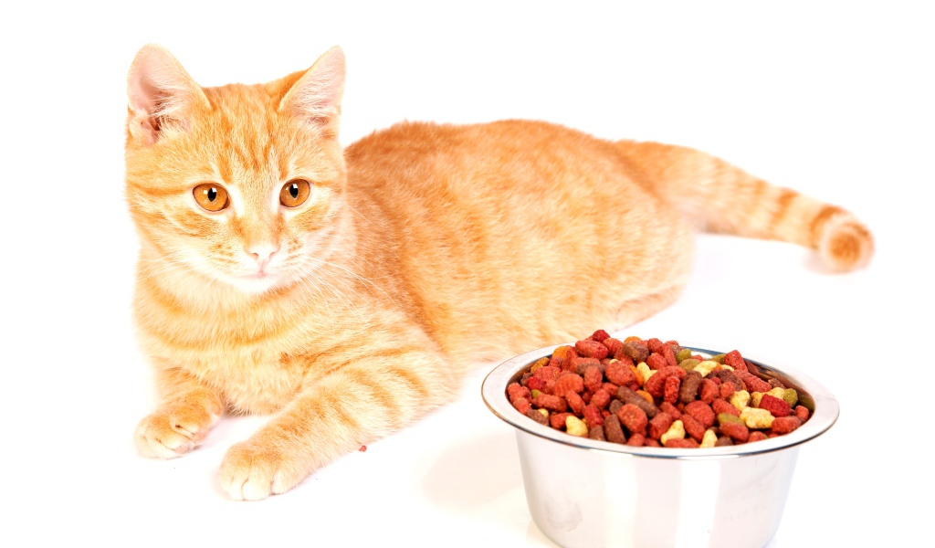 Рыжий котенок с миской корма на белом фоне