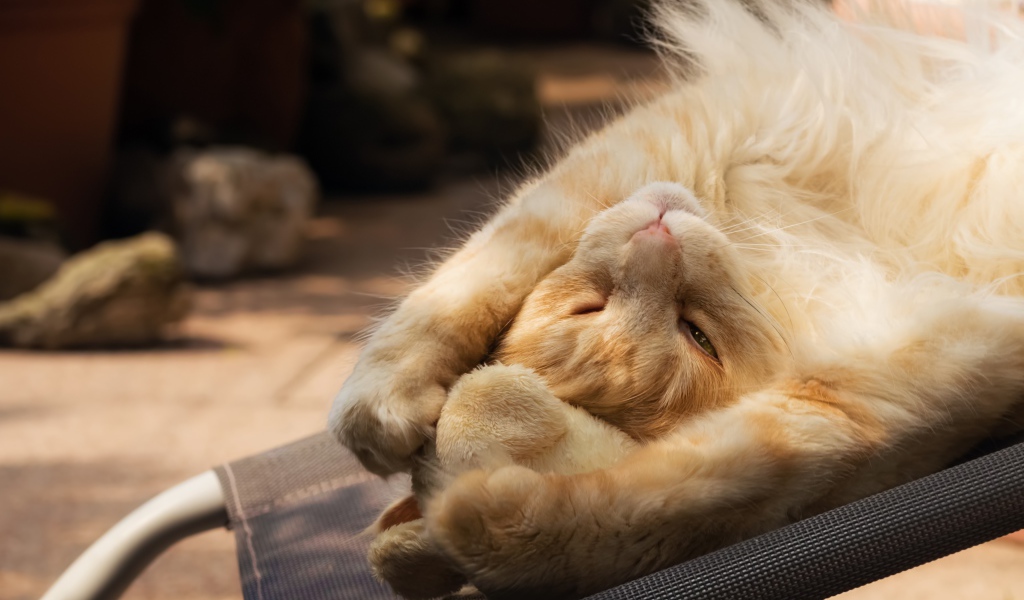 Рыжий кот спит на кресле 