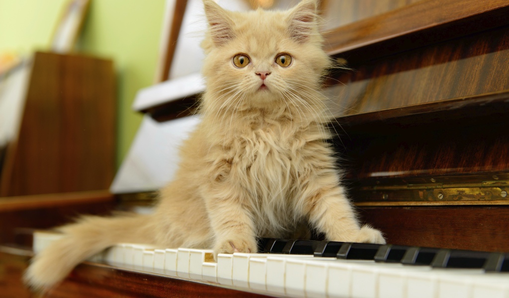 Рыжий персидский котенок сидит на пианино