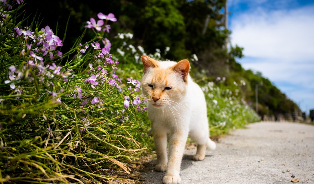 Рыжий кот рядом с цветами у дороги 