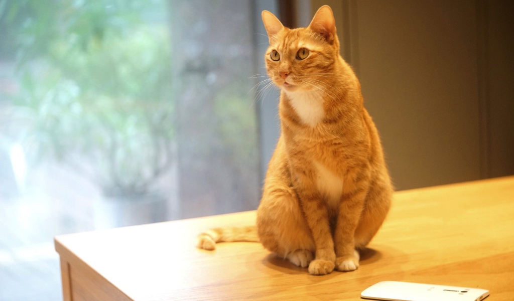 Рыжий кот сидит на столе с мобильным телефоном