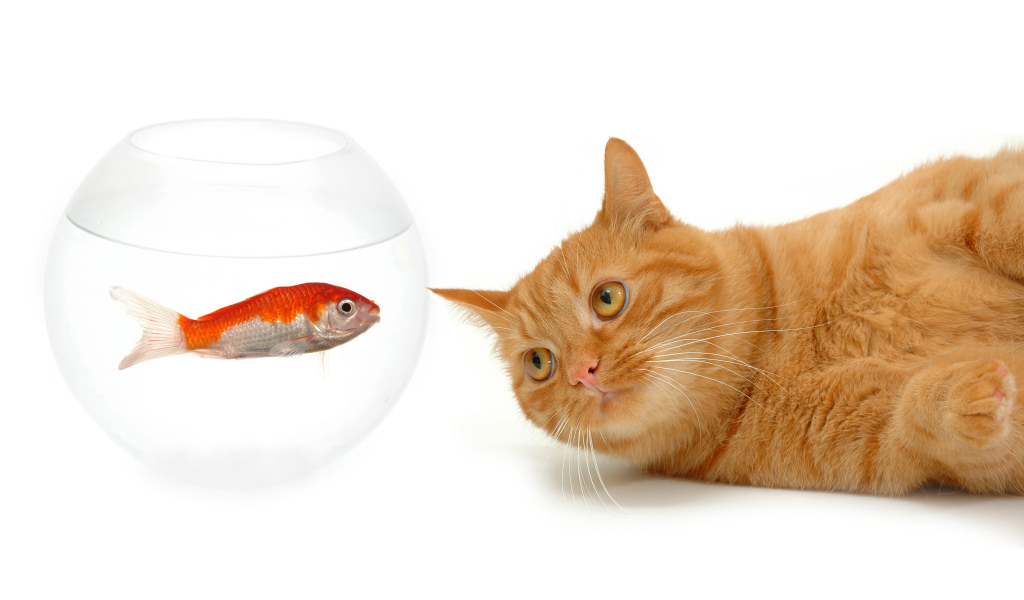 Рыжий кот с золотой рыбкой на белом фоне
