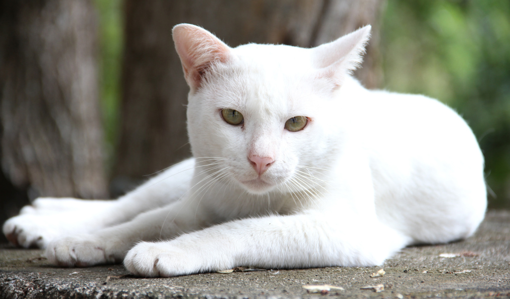 Грустный белый кот лежит на земле 