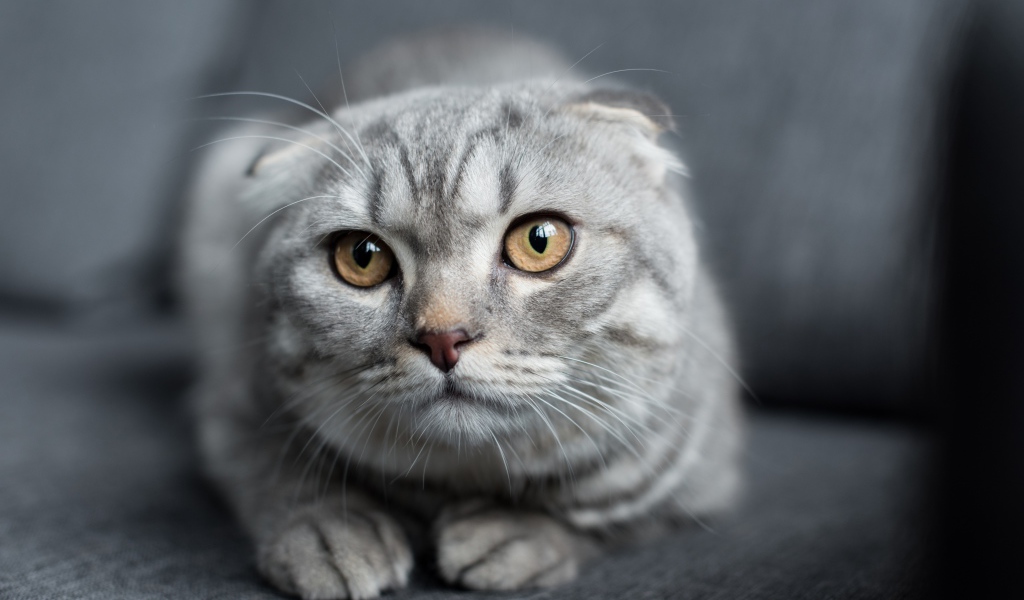 Шотландская вислоухая кошка лежит на диване