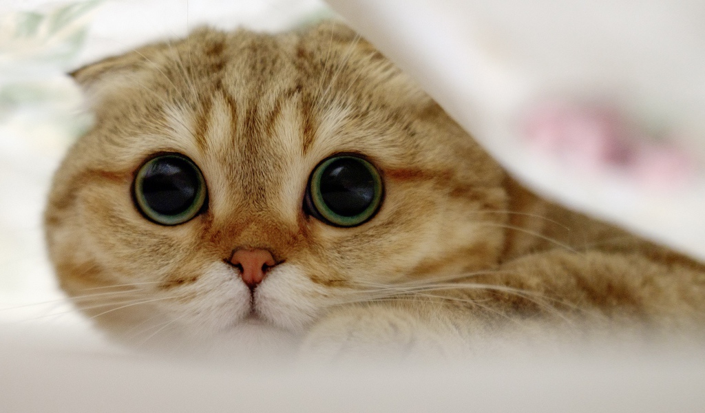 Шотландский вислоухий кот с большими глазами