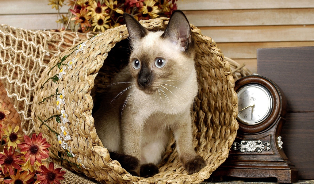 Сиамский голубоглазый кот сидит в корзине