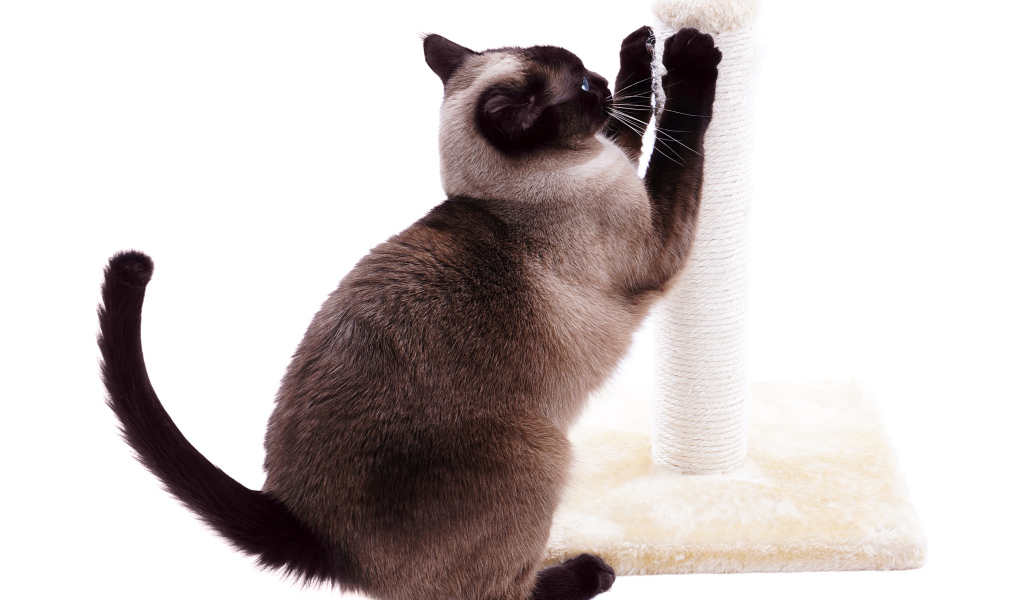 Сиамский кот точит когти на белом фоне