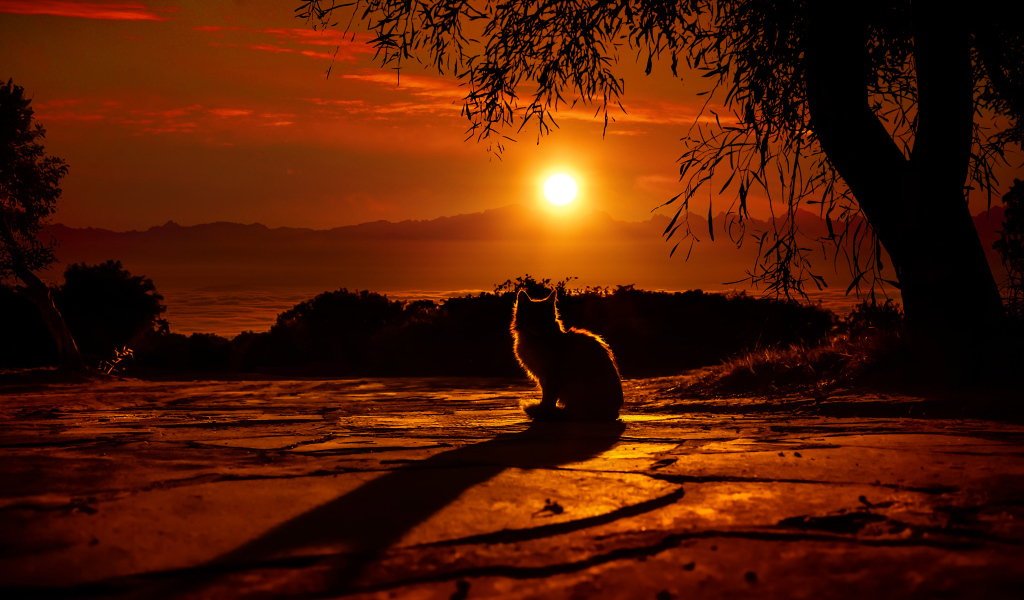 Силуэт кота на закате солнца 