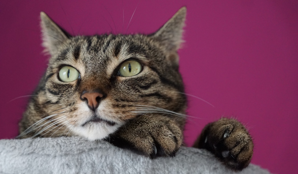 Хитрый серый кот на сиреневом фоне