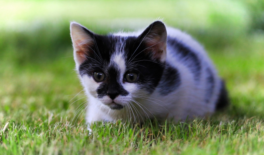 Маленький черно-белый котенок в зеленой траве