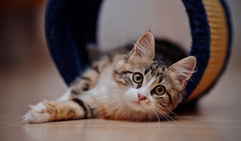 Взгляд любопытного серого кота