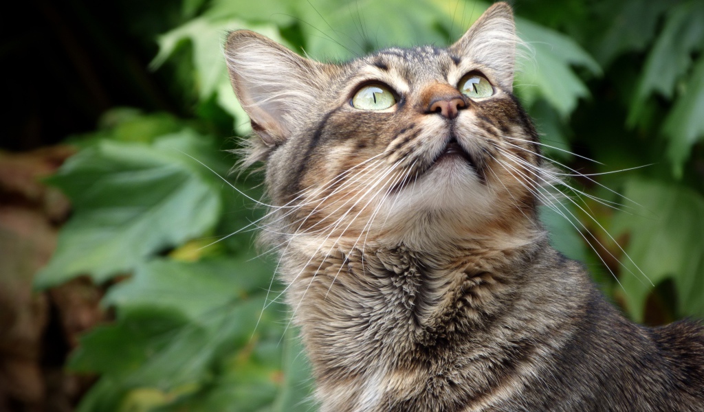 Взгляд серого зеленоглазого кота на фоне зеленых листьев