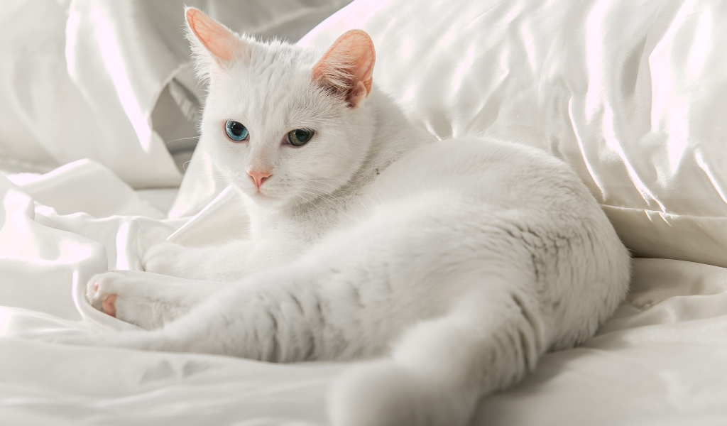 Белая кошка породы ангора лежит на кровати 
