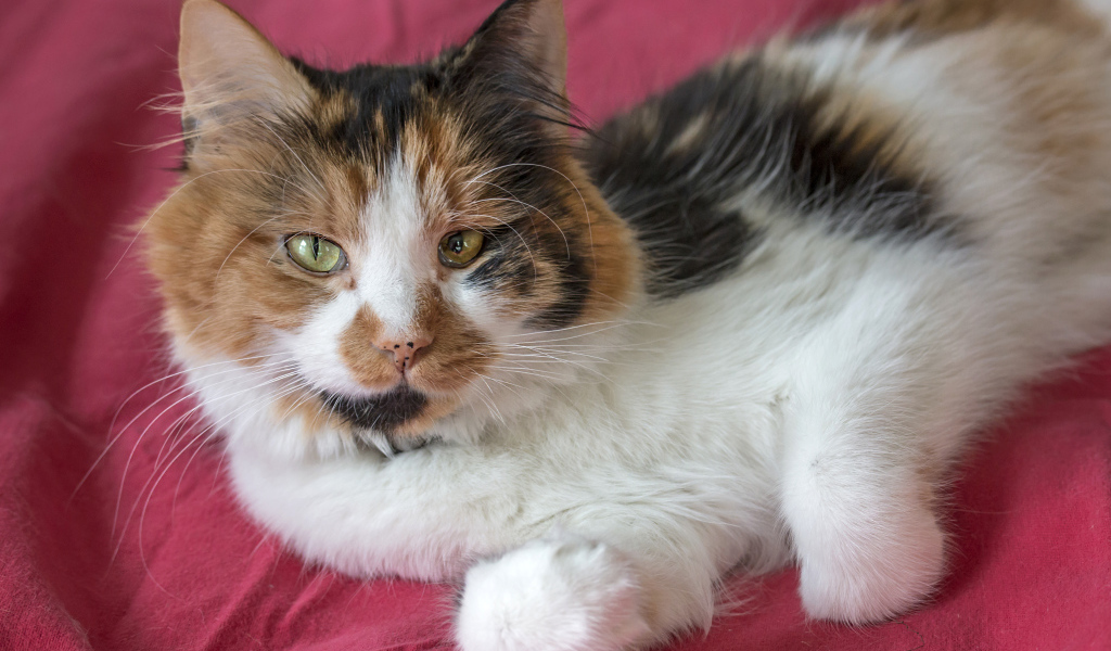 Трехцветная кошка лежит на розовом покрывале 