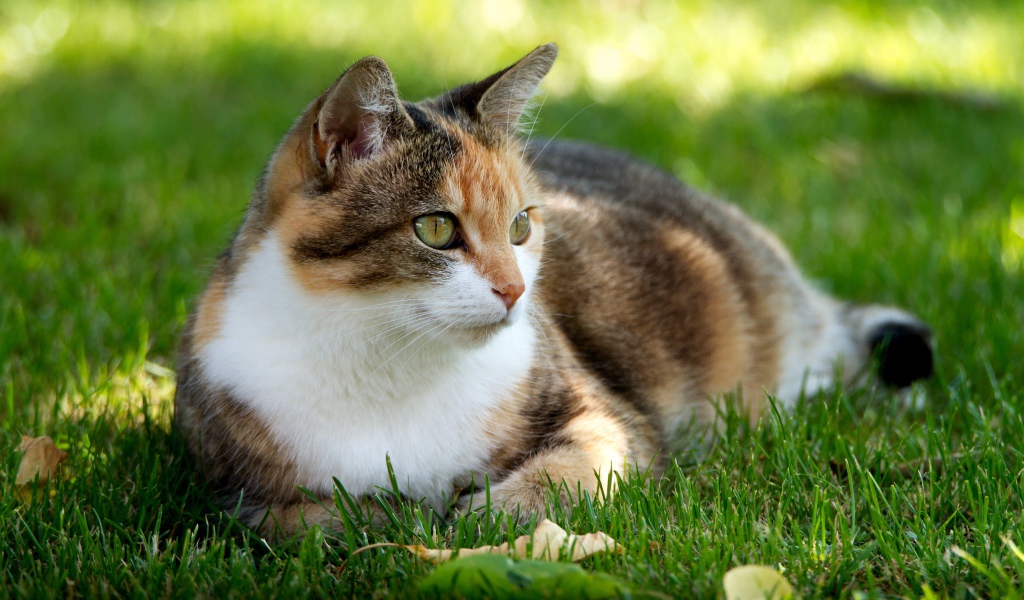 Трехцветная кошка лежит на зеленой траве