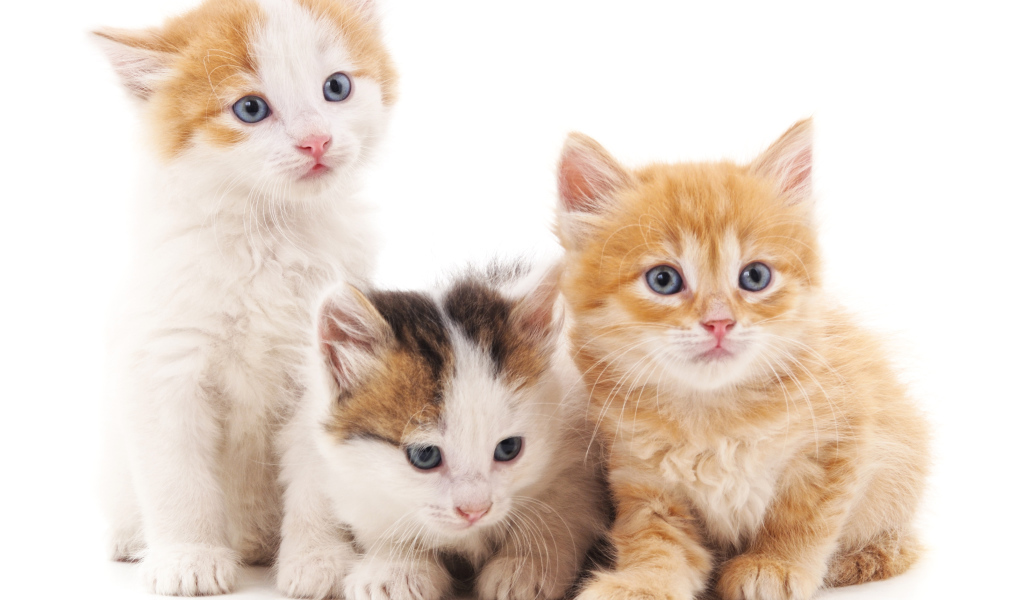 Три маленький красивых котенка на белом фоне