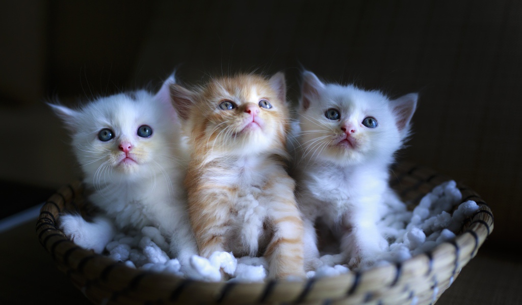 Три маленьких котенка в корзине
