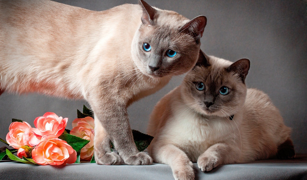 Два красивых голубоглазых сиамских кота на сером фоне