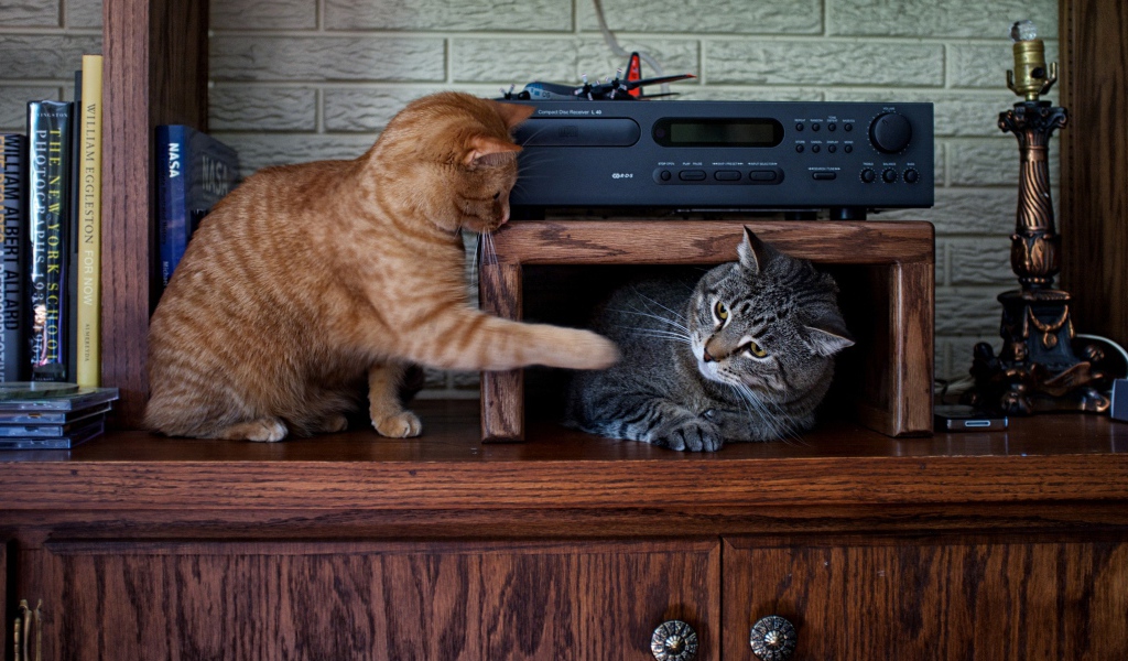 Два кота играют на мебели 