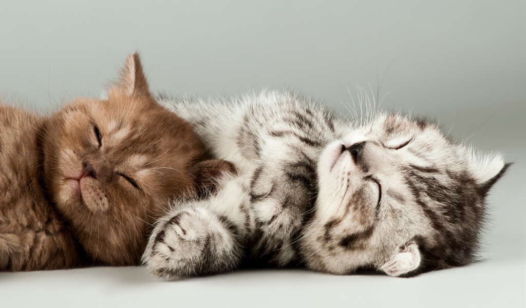 Два милых спящих котенка на сером фоне