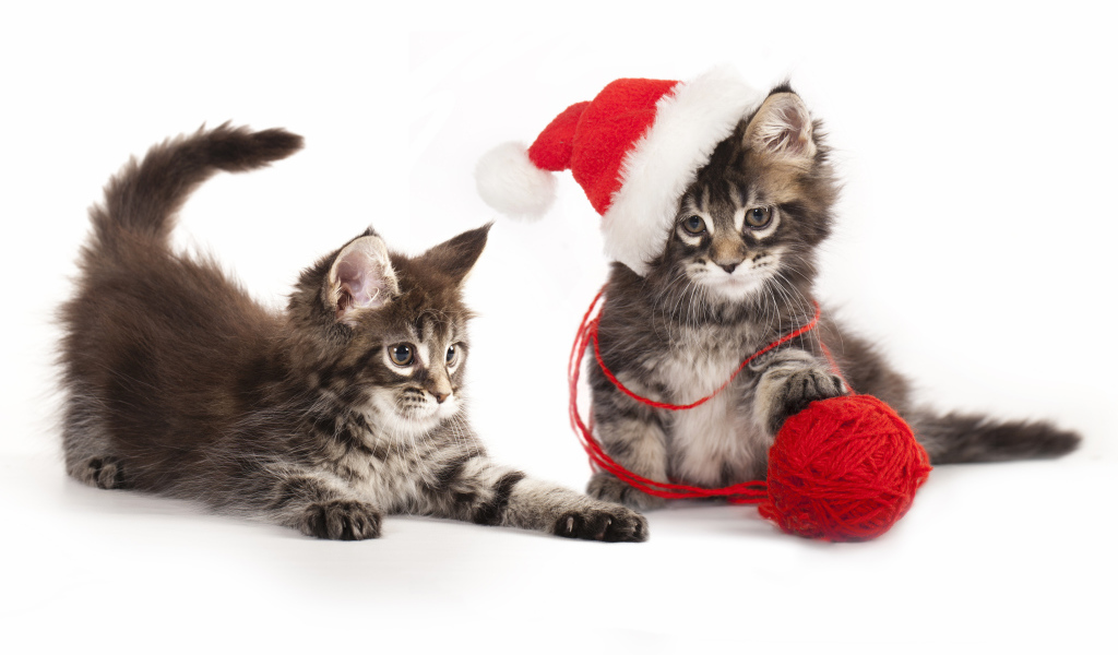 Два котенка породы мейн кун на новый год на белом фоне
