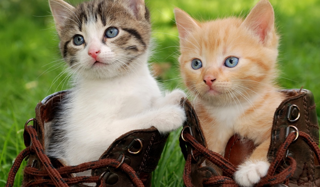 Два маленьких милых котенка сидят в ботинках