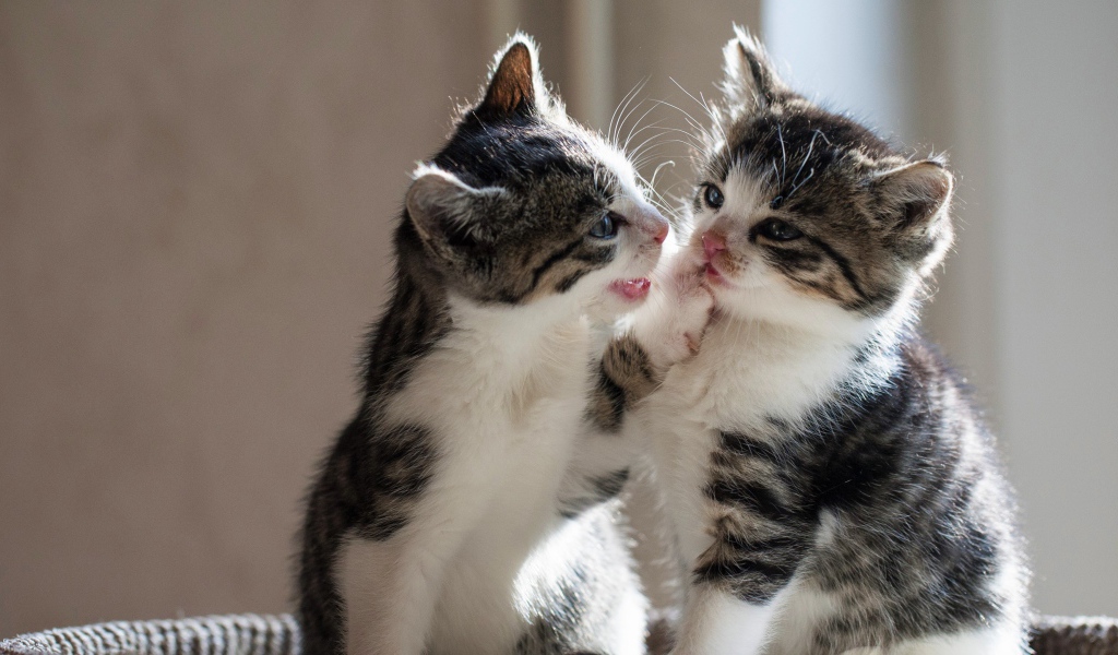Два маленьких котенка играют друг с другом