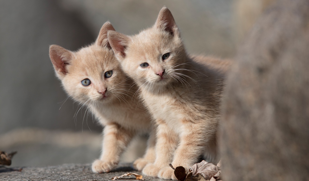 Два маленьких рыжих котенка 