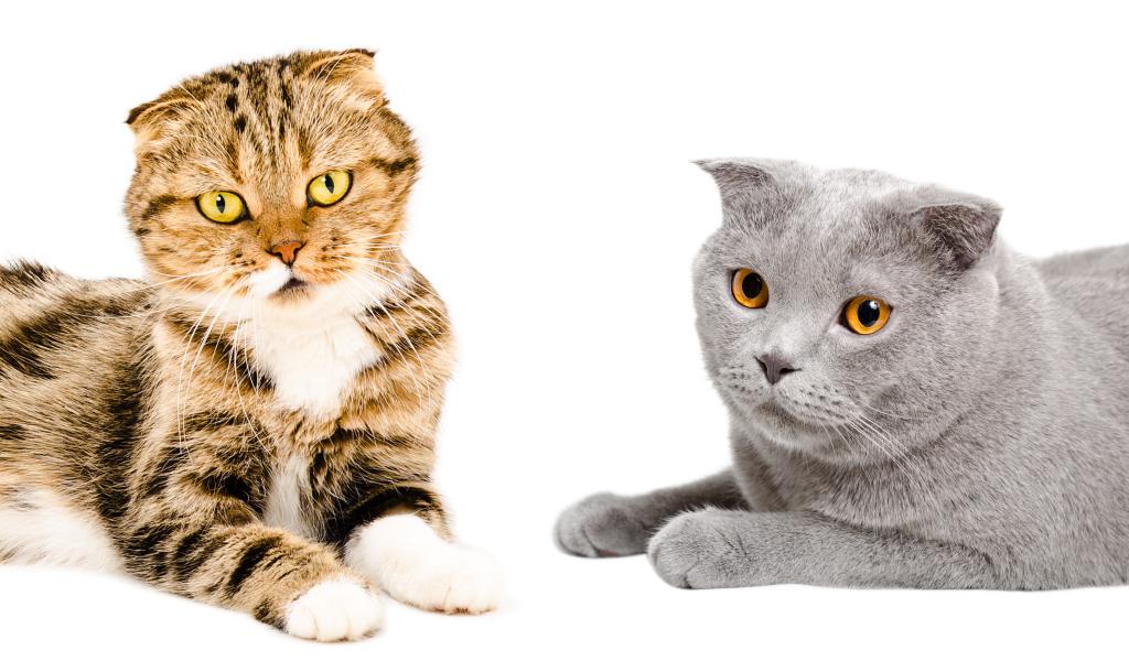 Два породистых вислоухих кота на белом фоне