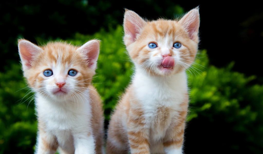 Два маленьких рыжих голубоглазых котенка