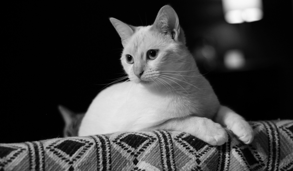 Белый кот лежит на диване черно белое фото 