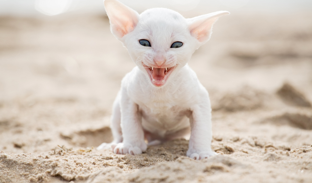 Белый маленький котенок породы Корниш-рекс