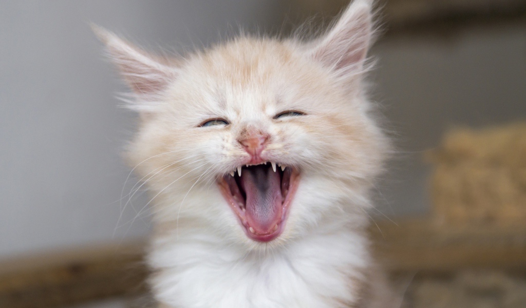 Зевающий рыжий котенок