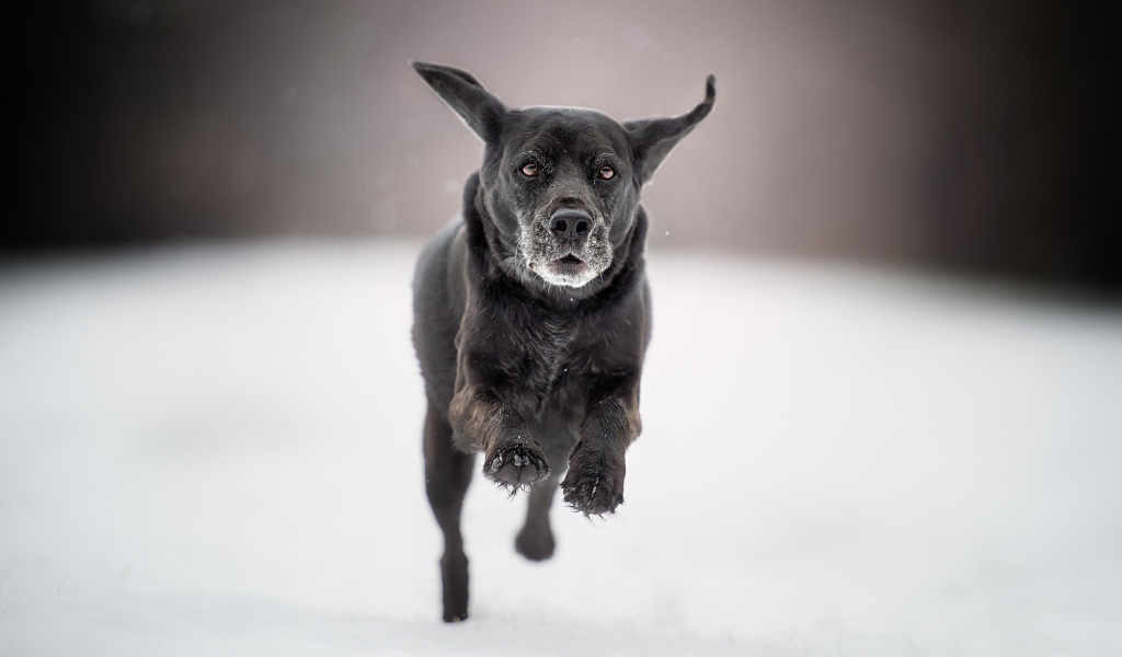 Черная собака бежит по белому снегу